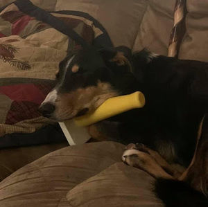 Meet your Posher, Lilly